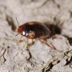 Clemnius decoratus