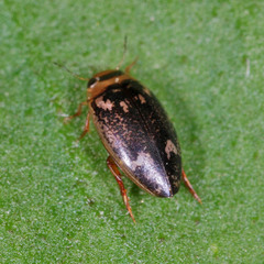 Laccophilus poecilus