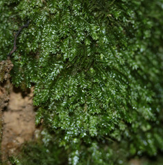 Plagiothecium nemorale