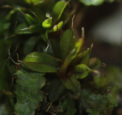 Syntrichia laevipila