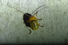 Aporocera