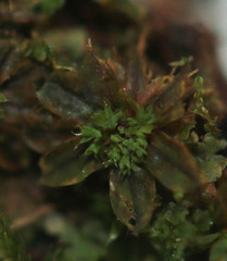 Syntrichia laevipila