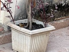 Lagonosticta senegala