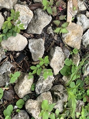 Phyllanthus tenellus