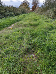 Pseudocrossidium hornschuchianum