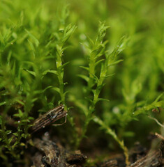 Pseudocrossidium hornschuchianum