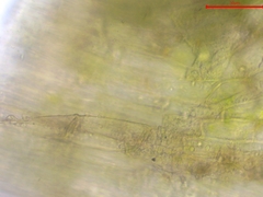 Plagiothecium nemorale