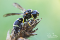 Stenodynerus bluethgeni