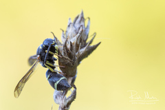 Stenodynerus bluethgeni