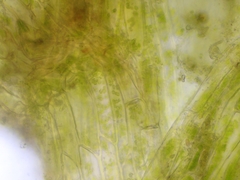 Plagiothecium nemorale