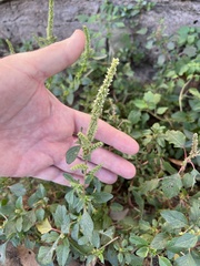 Amaranthus viridis