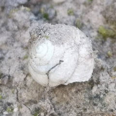 Eobania vermiculata