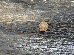 Polygyra cereolus