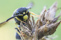 Stenodynerus bluethgeni