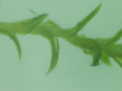 Pseudocrossidium hornschuchianum