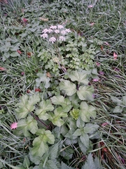 Heracleum sphondylium