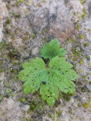 Ranunculus cortusifolius