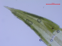 Pseudocrossidium hornschuchianum