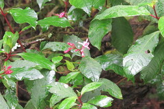 Fuchsia arborescens