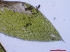 Plagiothecium nemorale