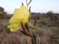 Oenothera stricta
