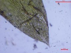 Plagiothecium nemorale