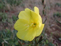 Oenothera stricta