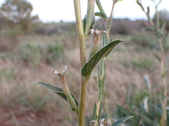 Oenothera stricta