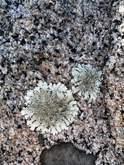 Flavoparmelia baltimorensis