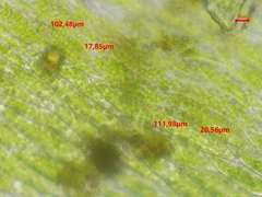 Plagiothecium nemorale