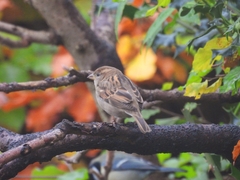 Passer domesticus