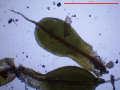 Syntrichia laevipila