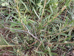 Oenothera stricta