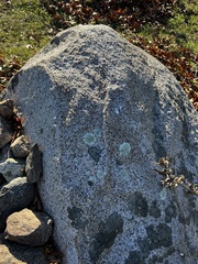 Flavoparmelia baltimorensis