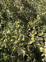 Prunus fremontii
