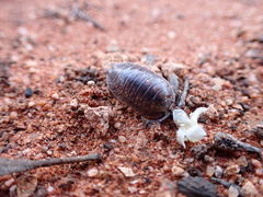 Porcellio laevis