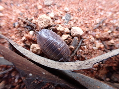 Porcellio laevis