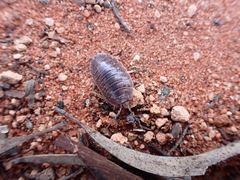 Porcellio laevis