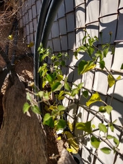 Capsicum annuum glabriusculum