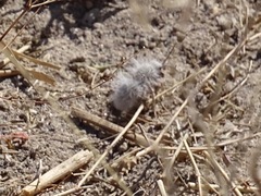 Dasymutilla gloriosa