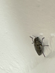 Merimna atrata