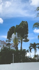 Ravenala madagascariensis