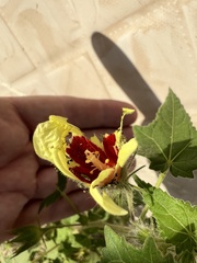 Hibiscus surattensis