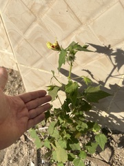 Hibiscus surattensis