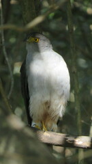 Accipiter bicolor