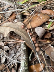 Belonocnema treatae