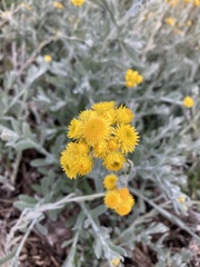 Chrysocephalum semipapposum