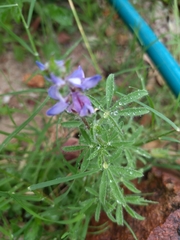Lupinus bracteolaris