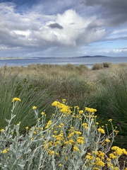 Chrysocephalum semipapposum