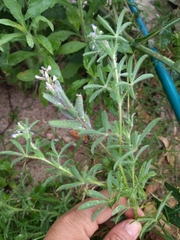 Lupinus bracteolaris